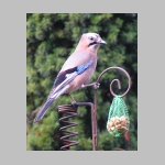 Garrulus glandarius - Eichelhaeher 03.jpg